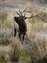 Elk_w.jpg