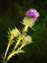 Thistle_w.jpg