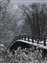 Bridge_W.jpg